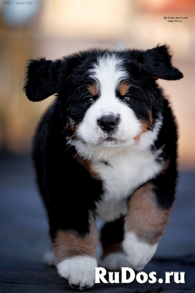 Бернский зенненхунд . Щенки. фото