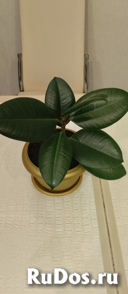 Комнатные цветы фотка