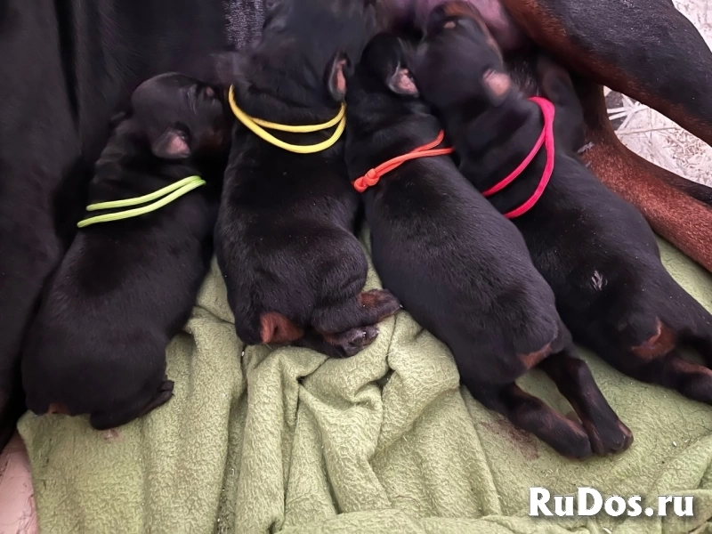 Щенки Добермана от титулованной пары фотка