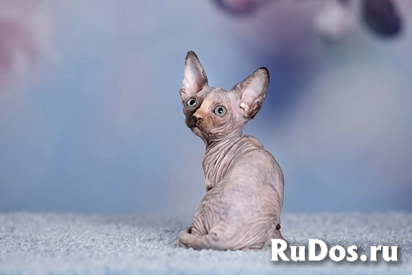 Питомник Эльфов, бамбино, Двэльфов, канадских сфинксов "Скорпион" изображение 4