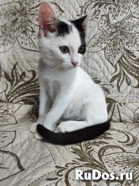 котята на любой вкус! ищут семьи даром изображение 3