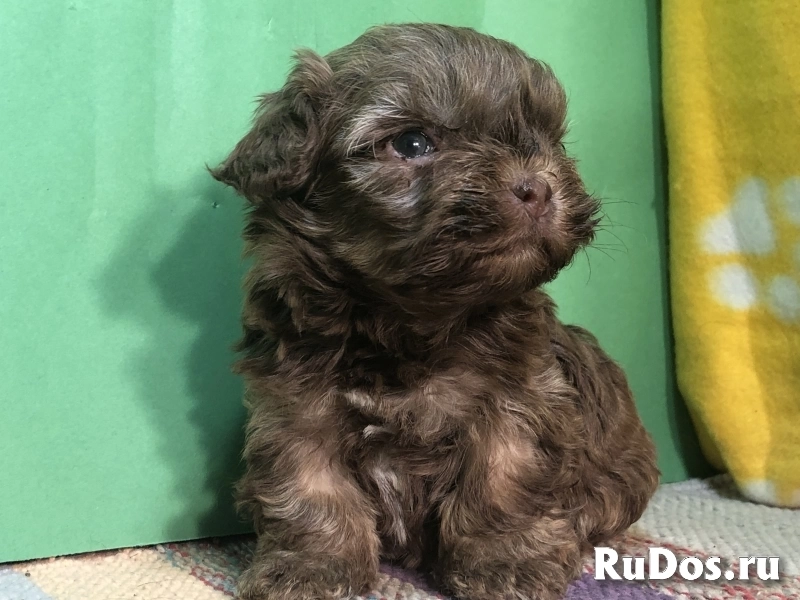 Продаются щенки русской цветной болонки изображение 6