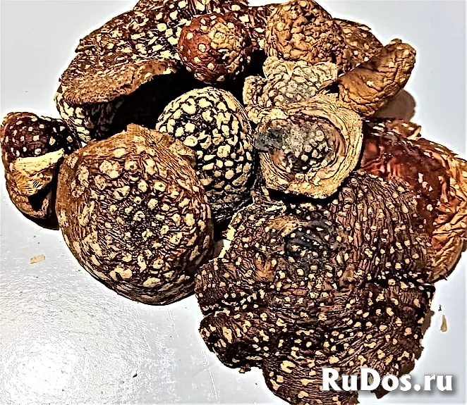 Сушеные мухоморы шляпки изображение 12