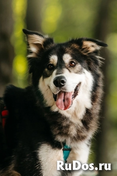 Чудесная собака в поисках семьи! изображение 7