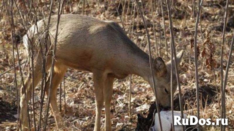Соль для охоты. Лизунцы для солонцов Владимирская область изображение 3