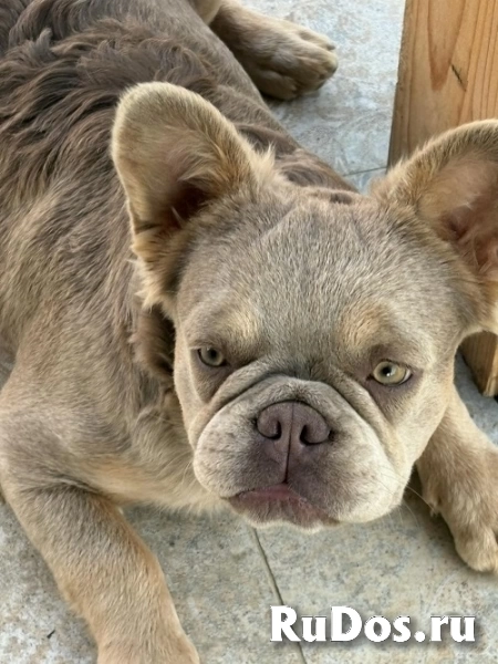 Сука французского бульдога изображение 5