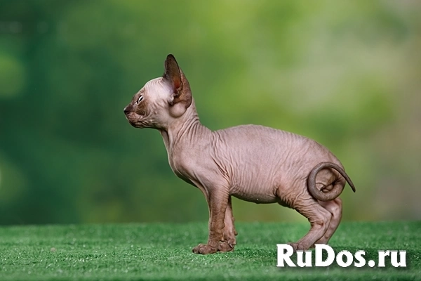 Питомник Эльфов, бамбино, Двэльфов, канадских сфинксов "Скорпион" изображение 12