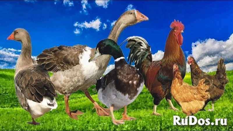 Инкубационные яйца всех видов птицы фото