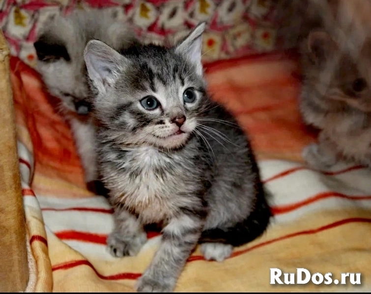 котята в дар фотка