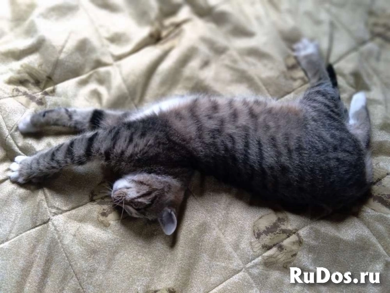 Сеня: без этого кота и жизнь не та! изображение 7