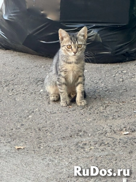 Ищут дом трое котят. изображение 5