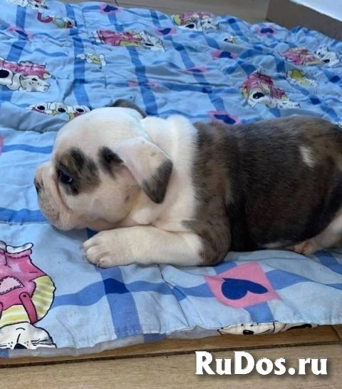 Английский бульдог, прекрасные щенки изображение 7