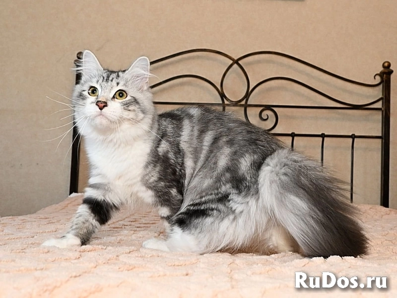 Невские маскарадные  и сибирские котята продаются фото