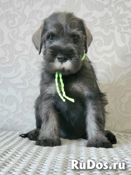 Щенки стандартного шнауцера изображение 4