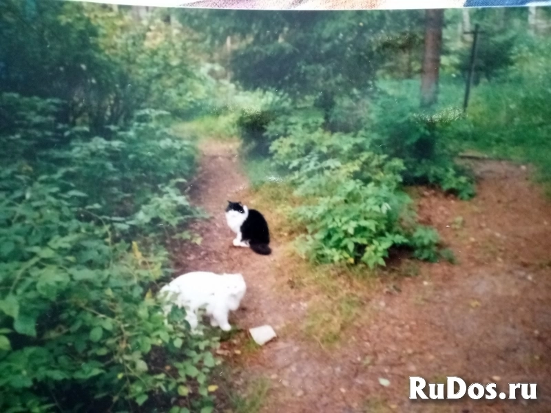 Плёночный фотоаппарат Ломо изображение 8