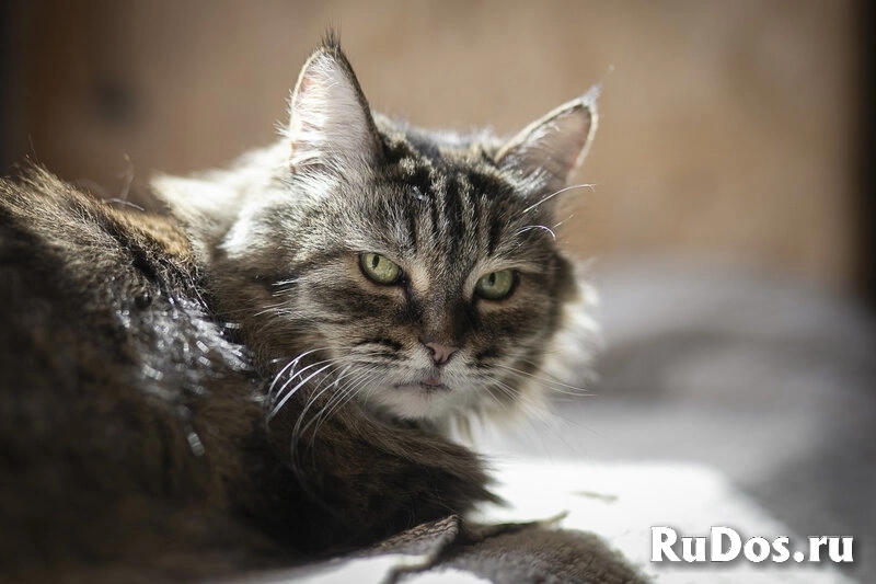 Каждой кошке нужен дом. изображение 10