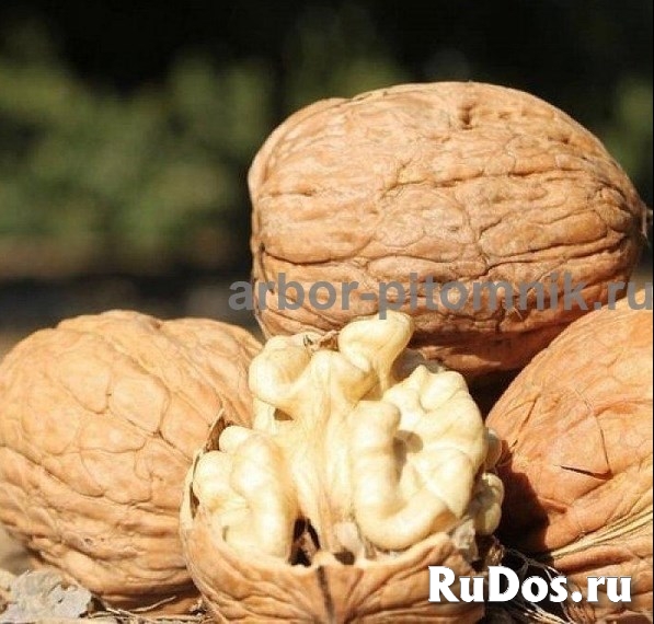 Саженцы и крупномеры ореха в Москве с доставкой и посадкой, расте изображение 7