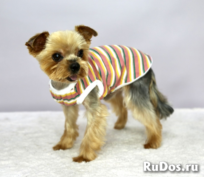 Чудесный пёсик Филимоша в добрые руки изображение 4