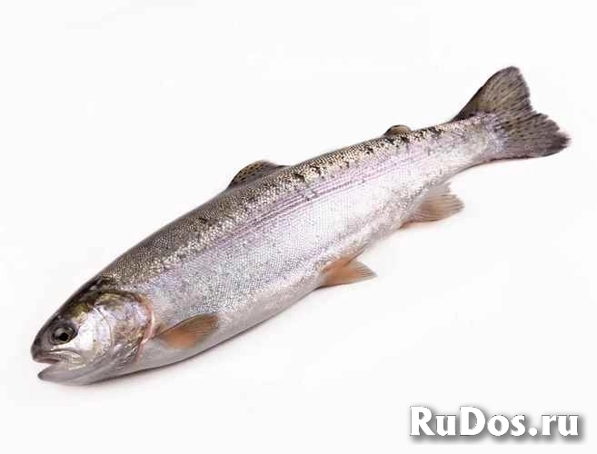 Продажа форели фото