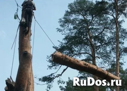 Спил деревьев изображение 3