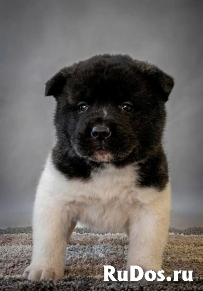 Щенки американской акиты с превосходными характеристиками изображение 5