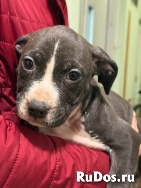 Голубая малышка Амстаффтерьера ркф изображение 8