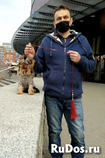 Щенки йорки мини в иркутске фотка