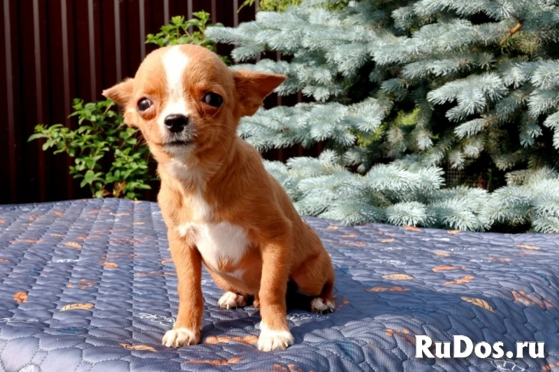 Милые мальчики мини и мелкий стандарт Чихуахуа изображение 6