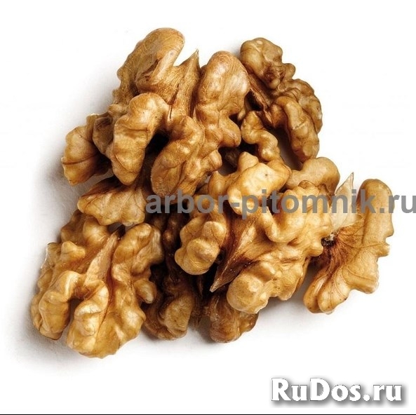 Саженцы и крупномеры ореха в Москве с доставкой и посадкой, расте изображение 8