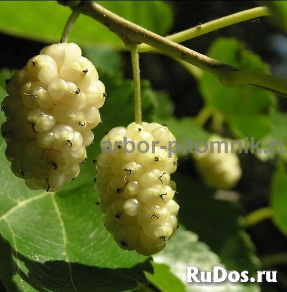 Плодовые деревья и плодовые крупномеры (большемеры) взрослые дере фото