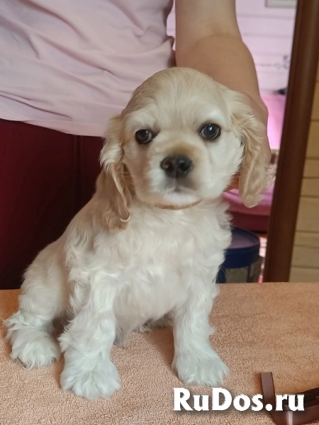 Резервирование щенков американского кокер спаниеля фотка