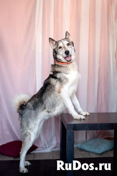 Лайка Саванна ждёт свою семью изображение 6