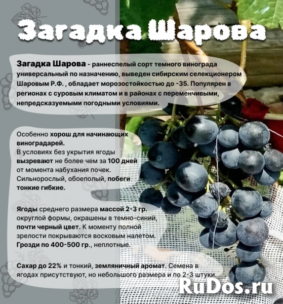 , купить растения изображение 4