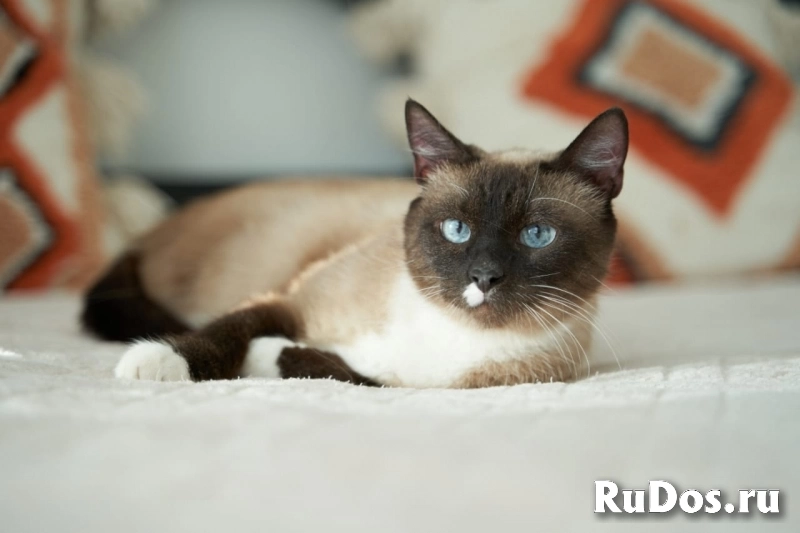 тайская кошка ищет дом изображение 4