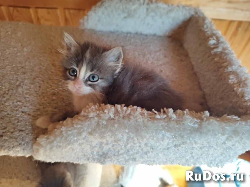 котята в добрые руки огромный выбор! изображение 5