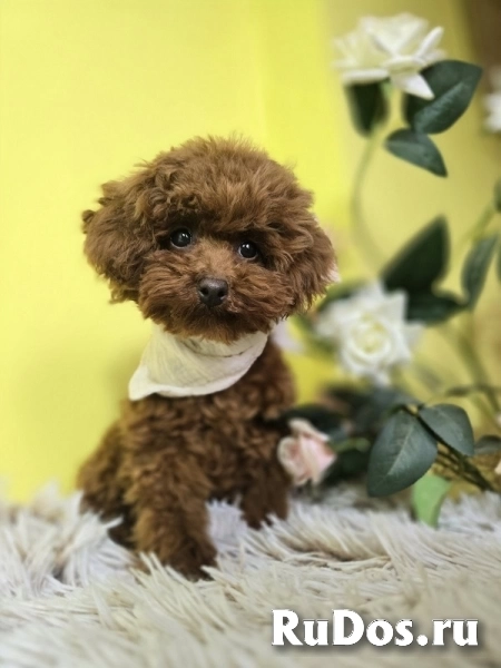 Красный карликовый пудель изображение 9