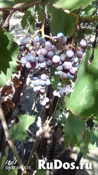 Виноград фото