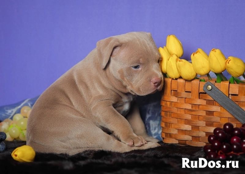 Шикарные щенки Американского булли фотка