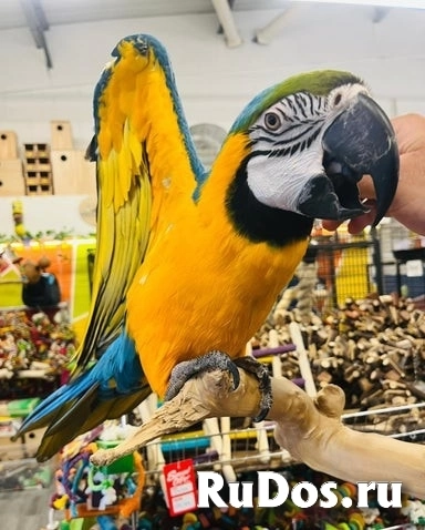 Суперручная самка сине-желтого ара фото