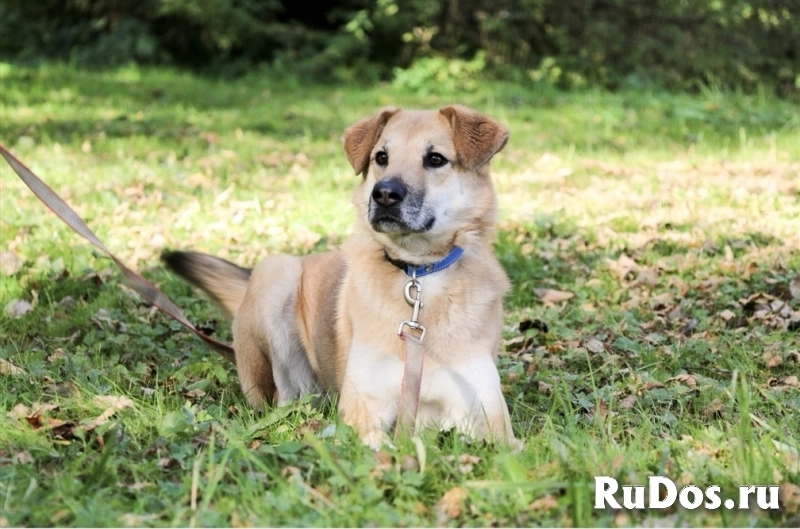 Чудесная Барабулька ищет дом и любящую семью! фотка