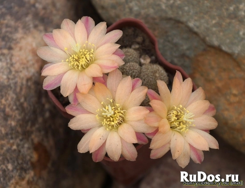 , купить растения изображение 6