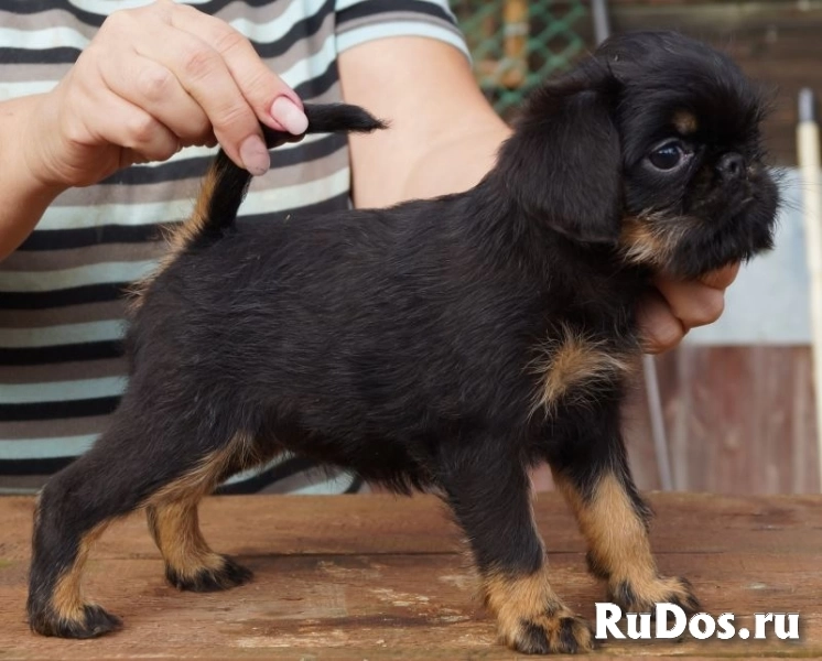 Щенки Бельгийский гриффон и Пти брабансон изображение 6