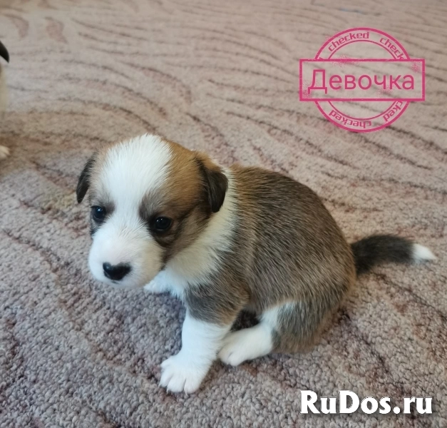 Щенки вельш-корги кардиган изображение 4