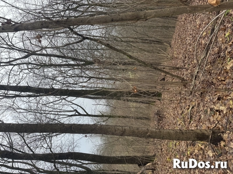 Живописный участок Истра фотка