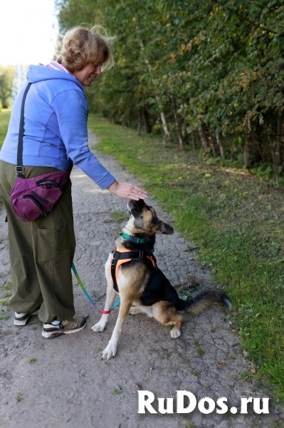 Тоффи самая ласковая собака в мире! изображение 6