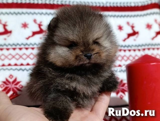 Щенки померанского шпица, девочки изображение 7