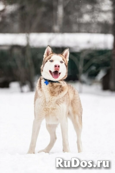 Красавчик хаски Харт в добрые руки изображение 9
