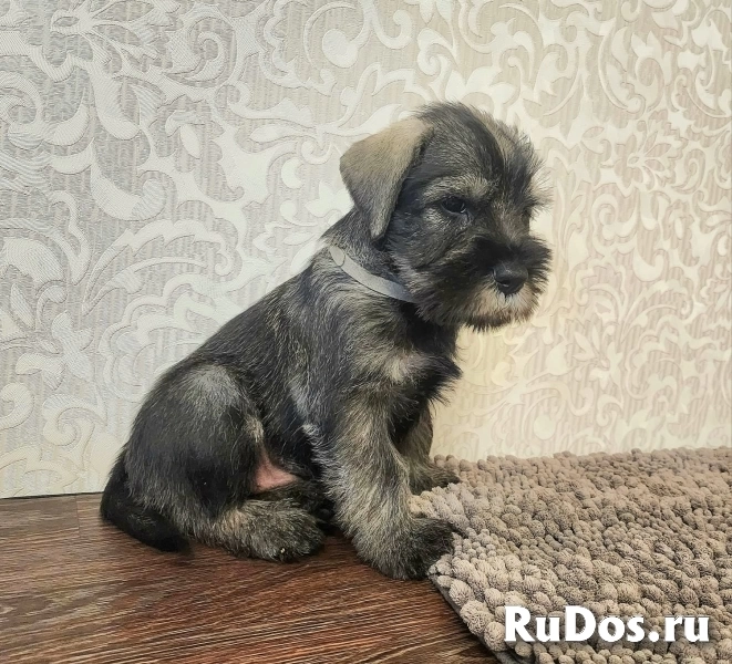 Щенки стандартного шнауцера изображение 3