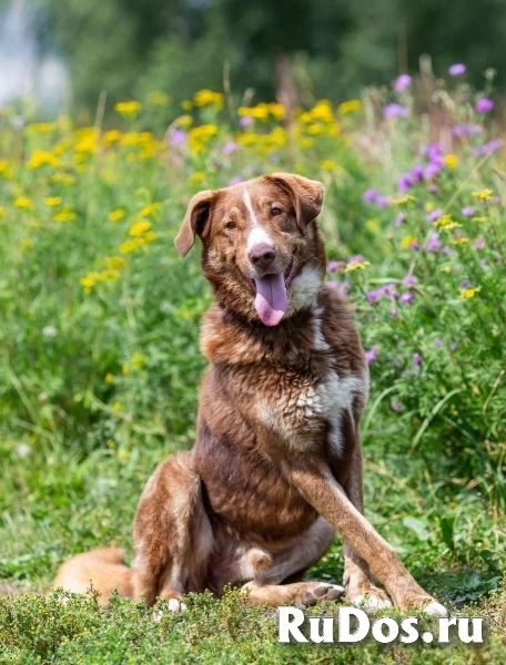 Молодой весёлый Барни в добрые руки! фото