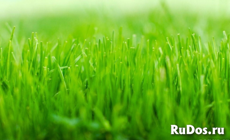 Посев газона. Укладка рулонного газона изображение 3